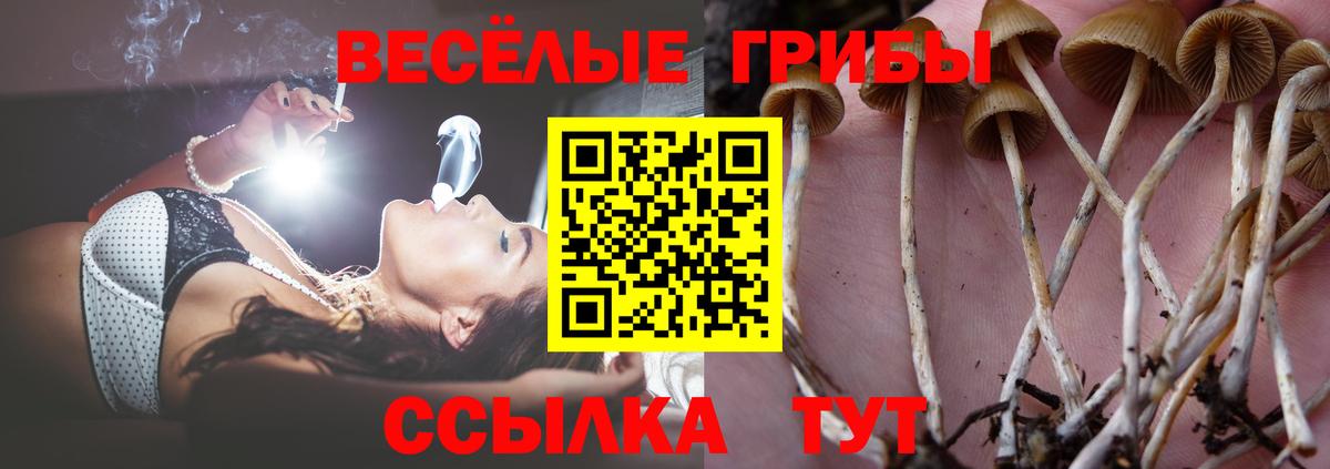 Псилоцибиновые грибы Psilocybe Зеленокумск